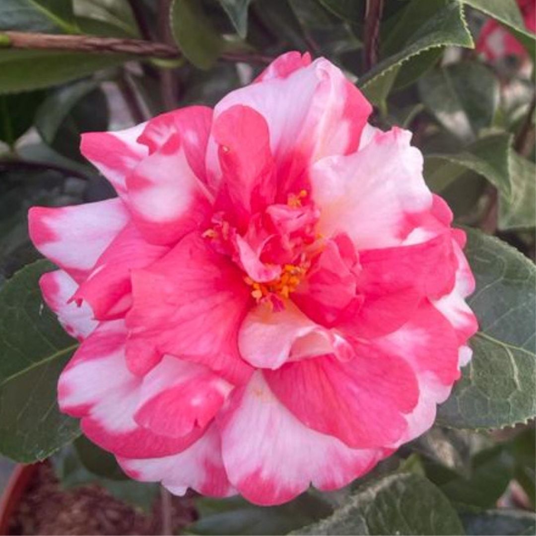 A close-up of a blooming camellia flower with pink and white variegated petals, surrounded by green leaves.