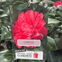A Camellia plant tag hanging in a garden, featuring a large red camellia flower on the front with the text 'CAMELLIA Laura Walker' and 'READY FOR GARDEN'.