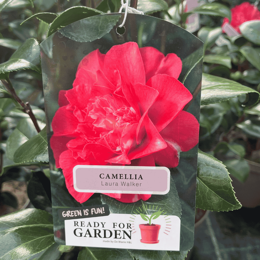 A Camellia plant tag hanging in a garden, featuring a large red camellia flower on the front with the text 'CAMELLIA Laura Walker' and 'READY FOR GARDEN'.