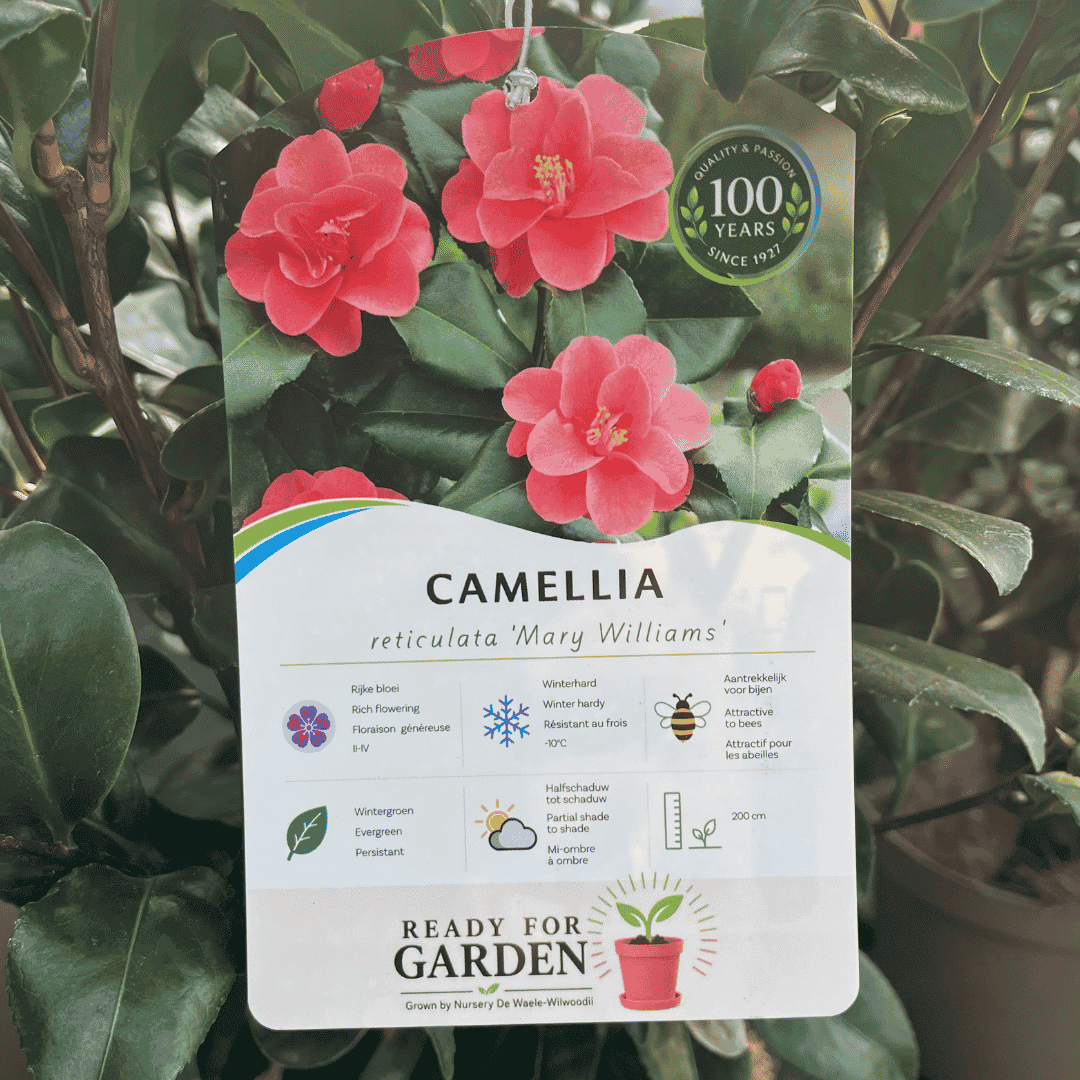 A hanging plant tag for a camellia reticulata 'Mary Williams' plant, showing pink flowers, green leaves, and growing information, photographed among the plant's foliage.