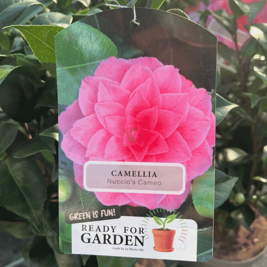 A hanging plant tag for a camellia blossom, featuring a large pink flower photo and text reading 'CAMELLIA Nuccio's Cameo' and 'GREEN IS FUN! READY FOR GARDEN'. The tag is photographed among green leaves in a garden setting.