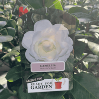 A Camellia Nucio's Gem hanging tag from a Camellia bush. The tag features a large printed photo of a white camellia flower, with a label reading 'CAMELLIA Nucio's Gem' and a 'READY FOR GARDEN' logo at the bottom.