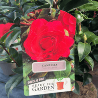 A Camellia Tom Knudsen plant tag hanging from a plant, showing a large red camellia flower on the tag, with green leaves and stems in the background.