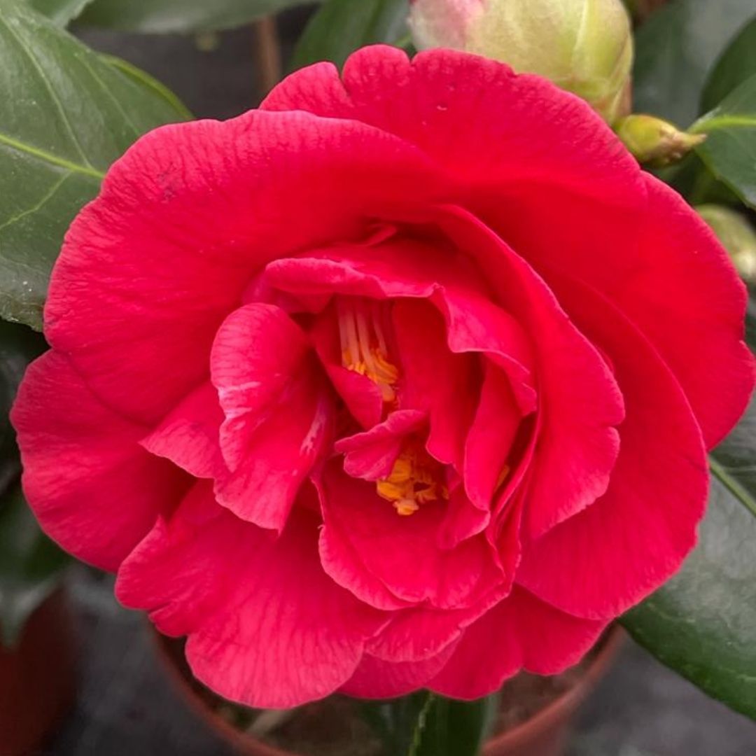 A close-up of a vibrant red camellia flower in full bloom, with layered petals and a small yellow center, surrounded by dark green leaves.
