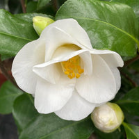 A close-up of a white camellia flower in bloom with bright yellow stamens, surrounded by glossy green leaves and two closed buds.