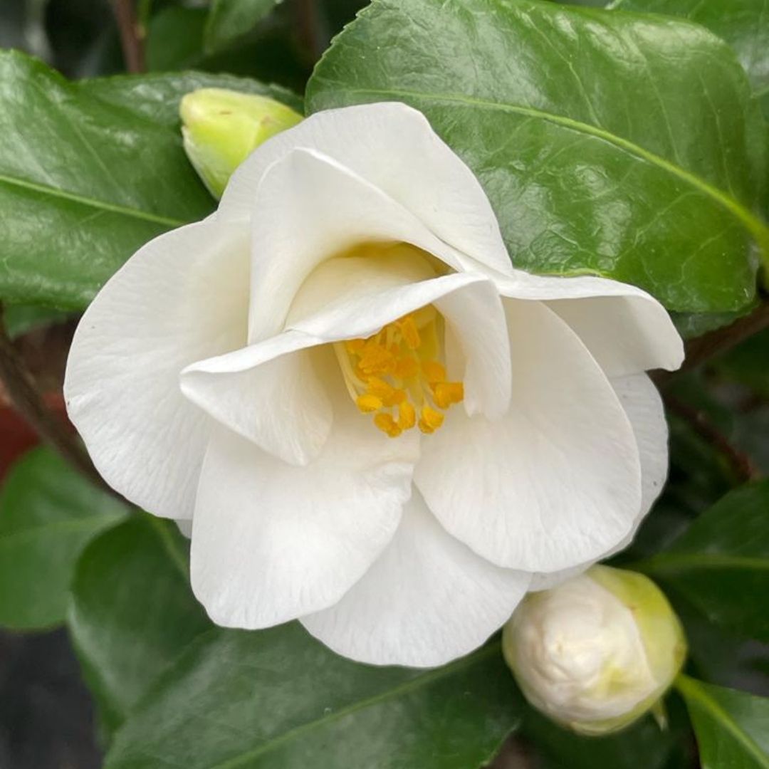A close-up of a white camellia flower in bloom with bright yellow stamens, surrounded by glossy green leaves and two closed buds.