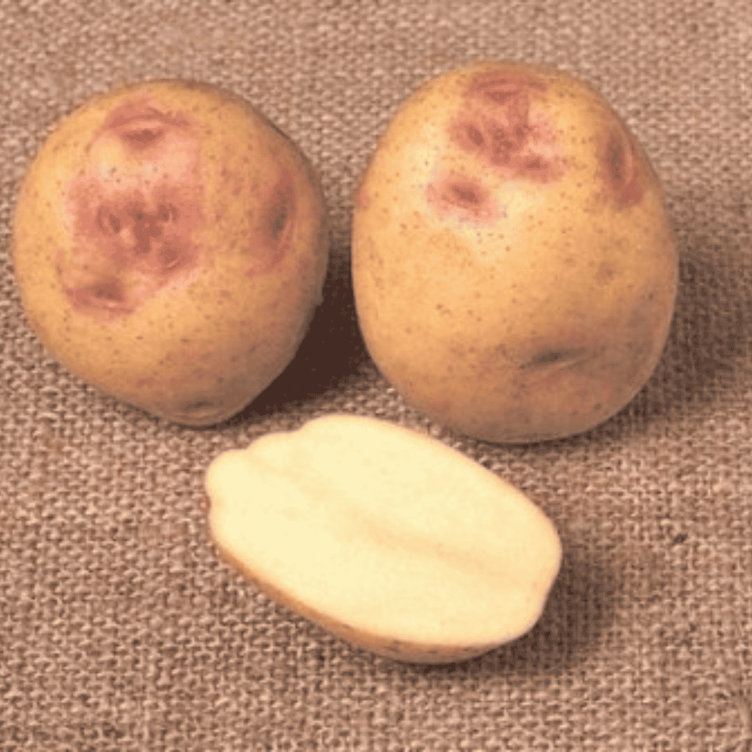 Three red potatoes on a textured burlap background, with one potato cut in half to show the pale cream-colored interior.
