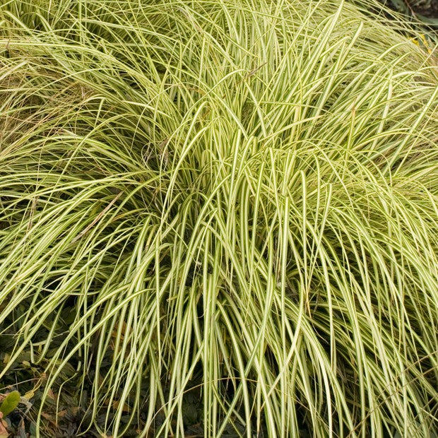 Close-up of Carex ‘Evergold’ with arching golden-yellow foliage edged in dark green creating an elegant evergreen display.