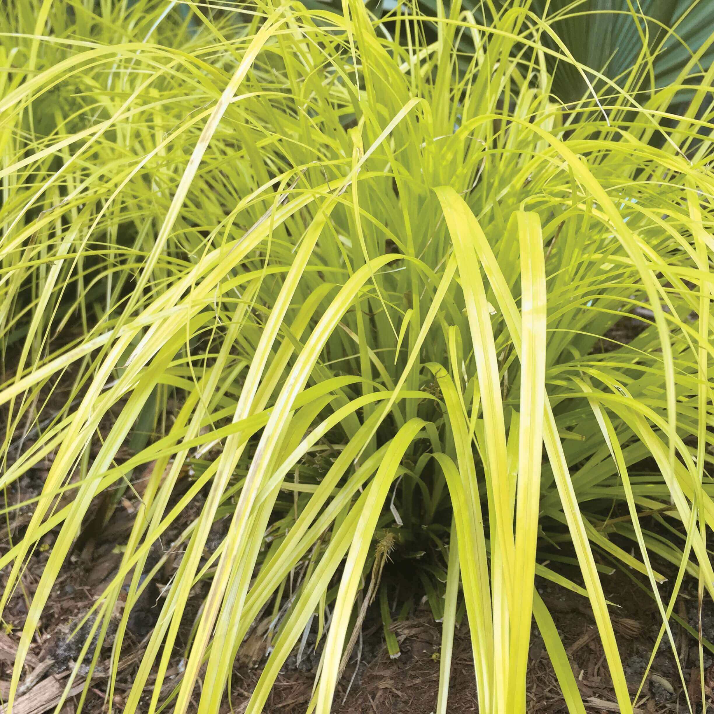 Close-up of Carex ‘Everillo’ with arching lime-green to golden-yellow evergreen foliage creating a soft cascading display.