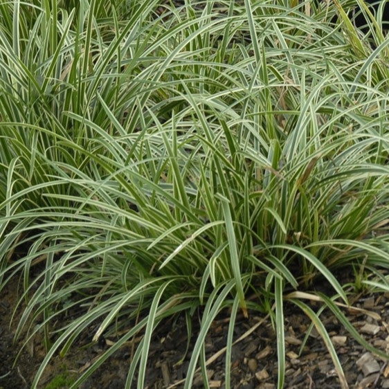 Close-up of Carex ‘Ice Dance’ with arching dark green foliage edged in creamy white creating an evergreen display.