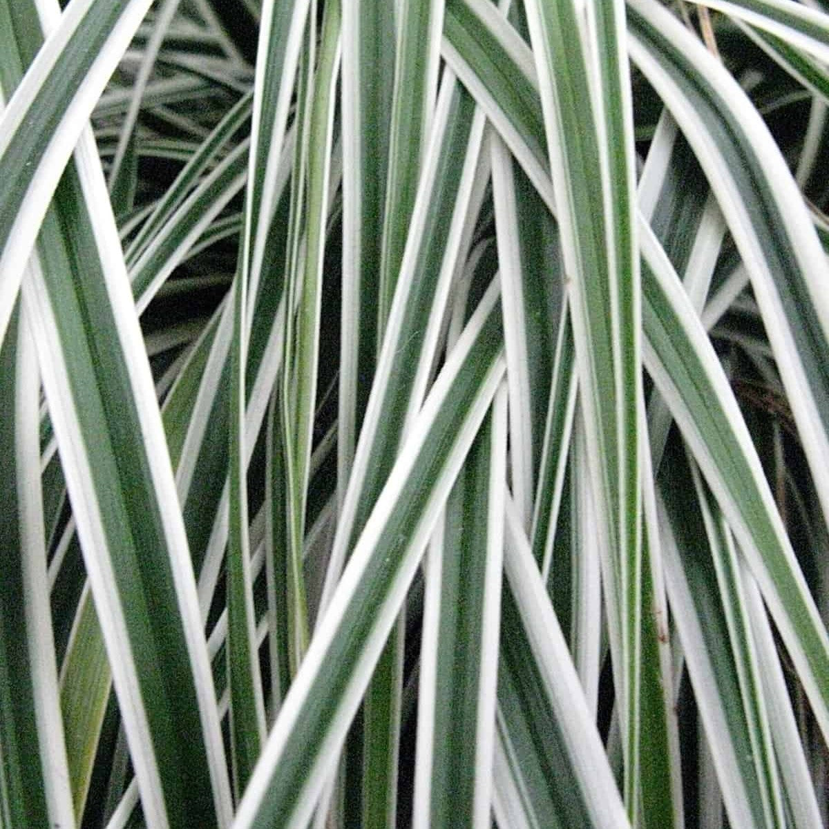 Close-up of Carex ‘Everest’ with arching dark green foliage edged in bright white forming an elegant evergreen display.