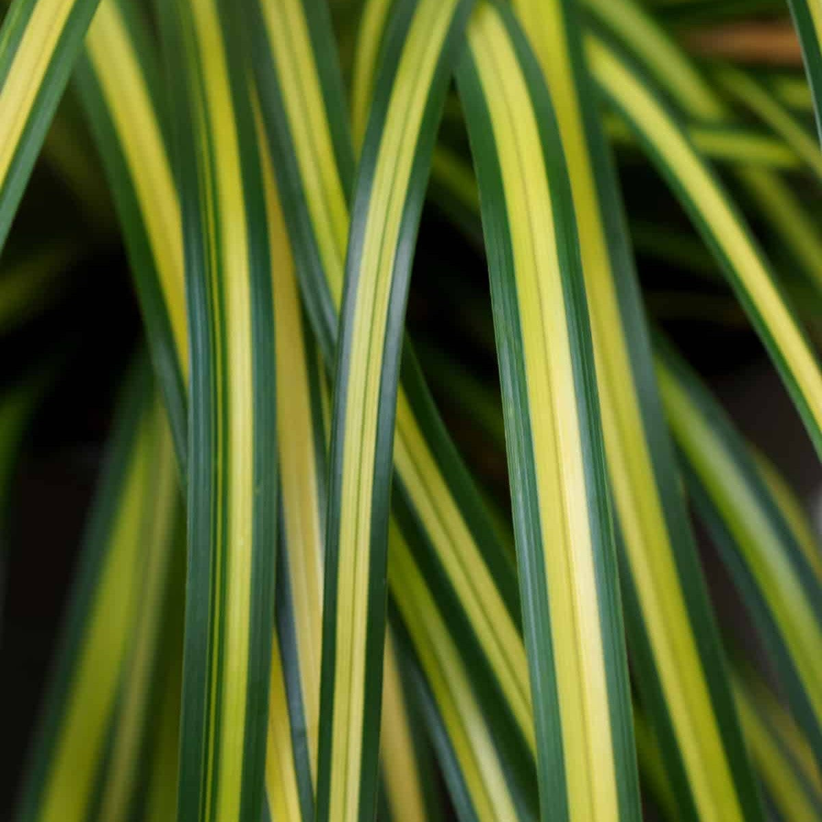 Close-up of Carex ‘Eversheen’ with arching foliage featuring bright golden-yellow centres and dark green edges.