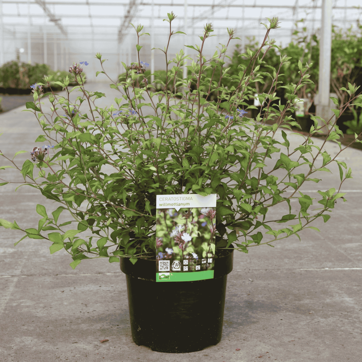 Ceratostigma willmottianum - Chinese plumbago