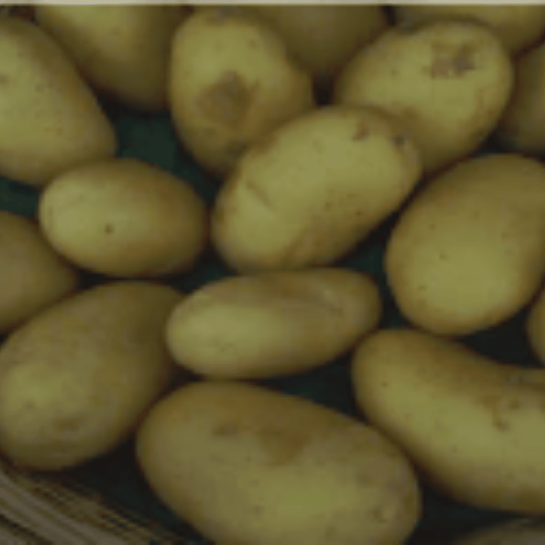 Charlotte Seed Potatoes – 2kg Bag