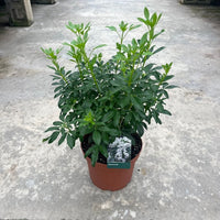 A potted green plant with dense, leafy branches in a terracotta-colored plastic pot, standing on a concrete floor. A small product tag is attached to the pot.