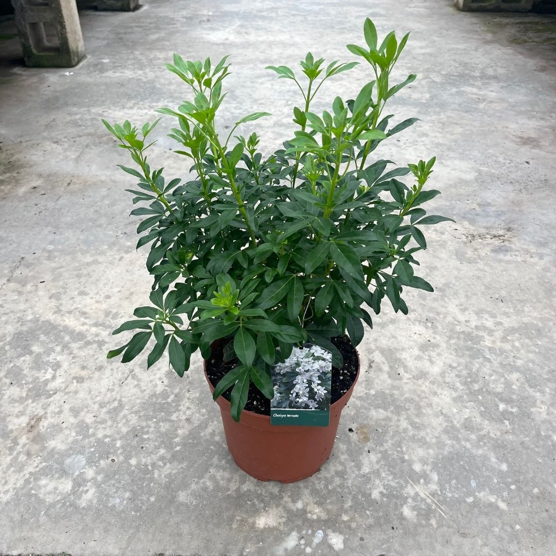 A potted green plant with dense, leafy branches in a terracotta-colored plastic pot, standing on a concrete floor. A small product tag is attached to the pot.