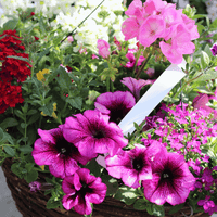 Mixed Summer Planted Hanging Basket