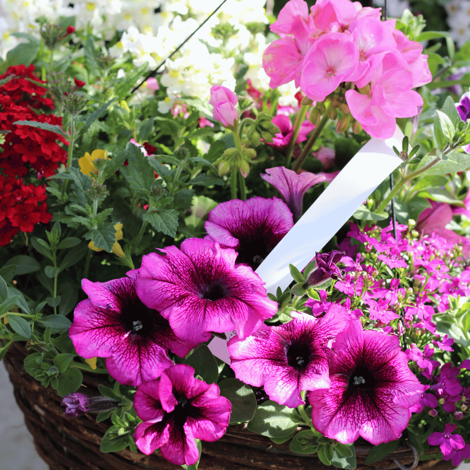 Mixed Summer Planted Hanging Basket