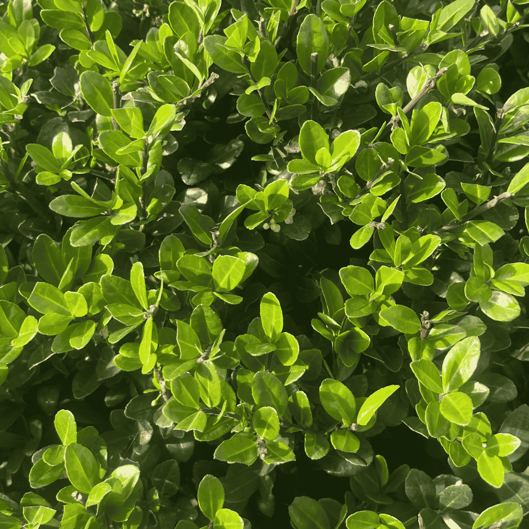 close up of lush green small leaved foliage