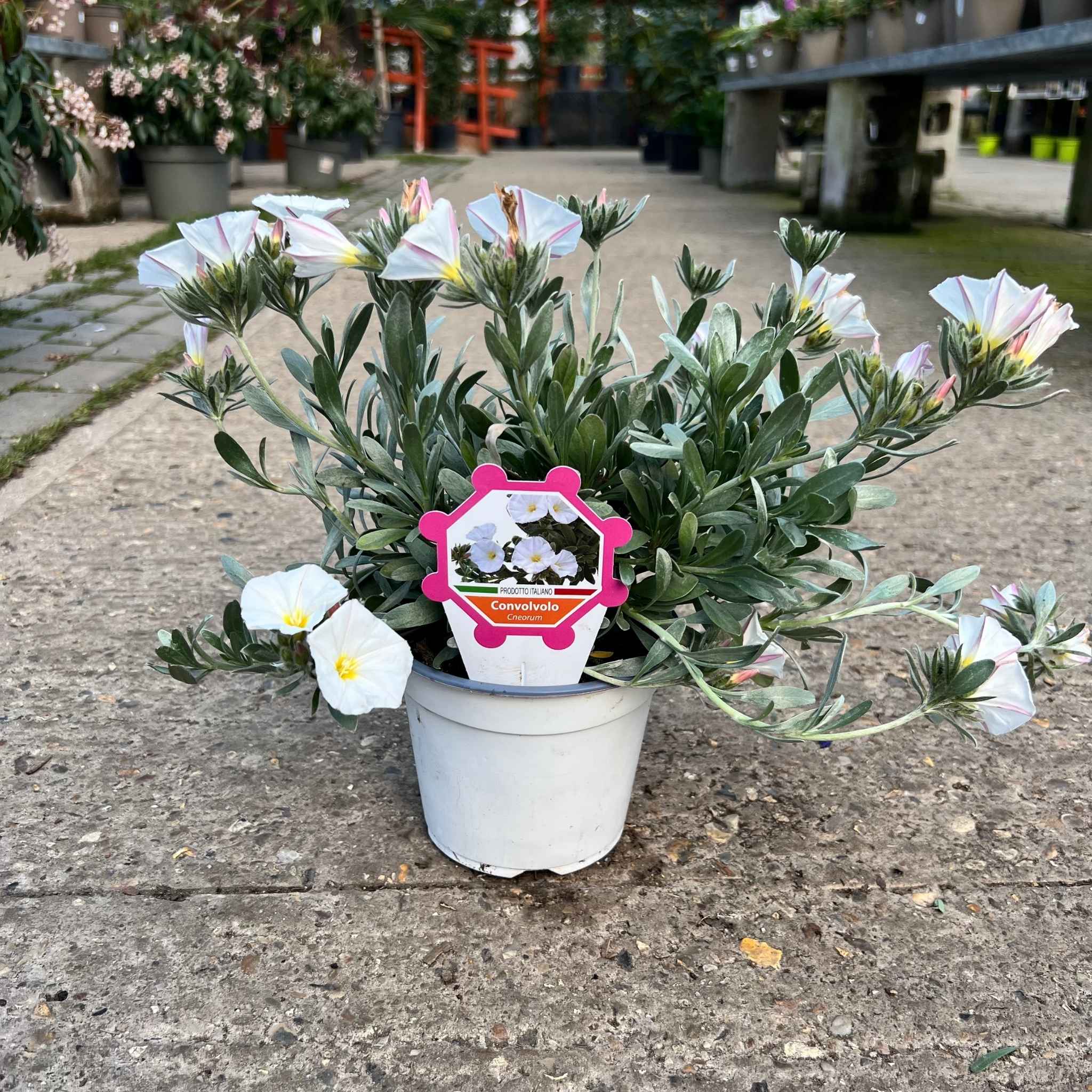 2 Litre Convolvulus with white Mediterranean style flowers and silvery green foliage.  