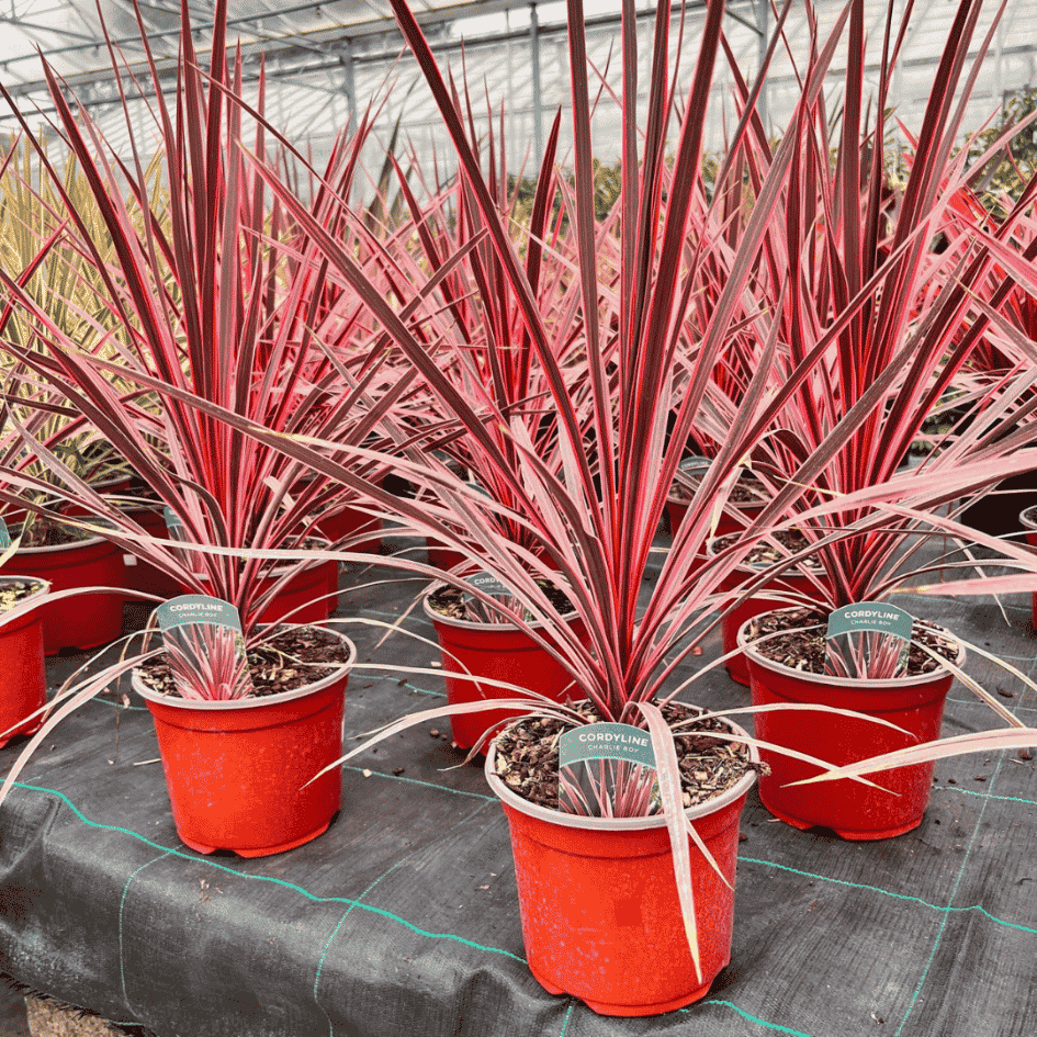 Cordyline 'Charlie Boy' with striking pink and burgundy variegated foliage, ideal for patios, containers and architectural garden displays.