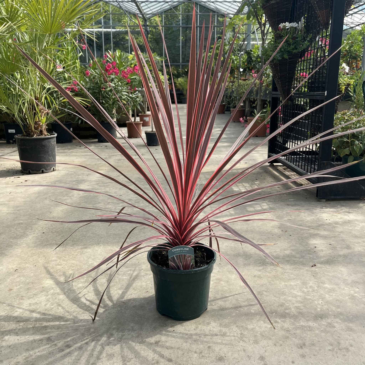3 litre potted Mediterranean Cordyline 'Charlie Boy' in a greenhouse with bright pink foliage