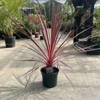 3 litre potted Mediterranean Cordyline 'Charlie Boy' in a greenhouse with bright pink foliage