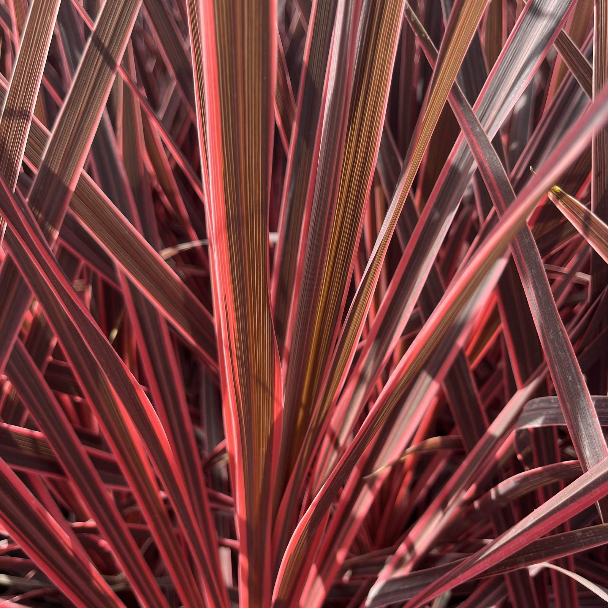 Close-up of ornamental grass leaves with narrow, sword-like blades in alternating deep burgundy red and dark brown tones.