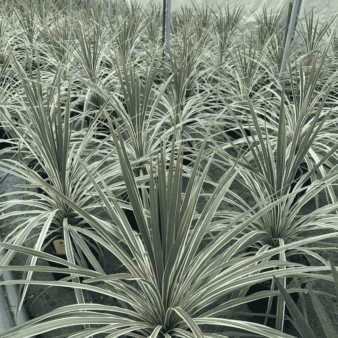 Variegated Cordyline plants growing in pots at a commercial nursery ready for wholesale supply.