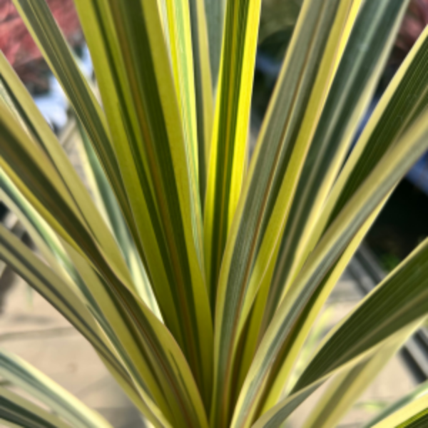 close up of Cordyline 'Torbay Dazzler' variegated stripe foliage