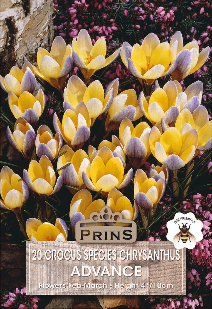 Picture of yellow crocus with light blue edge