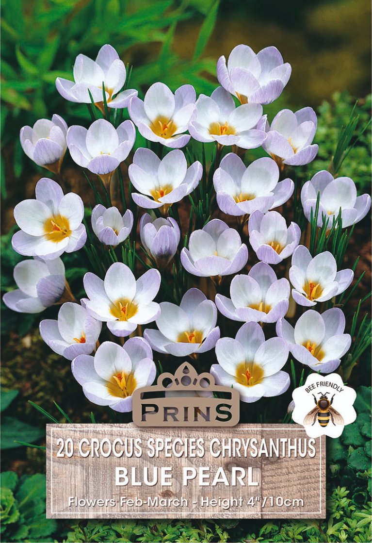 Seed packet for 'Prins Blue Pearl' crocus species chrysanthemums, showing a cluster of white and light purple flowers with yellow centers, set against a green background with a wooden label at the bottom.