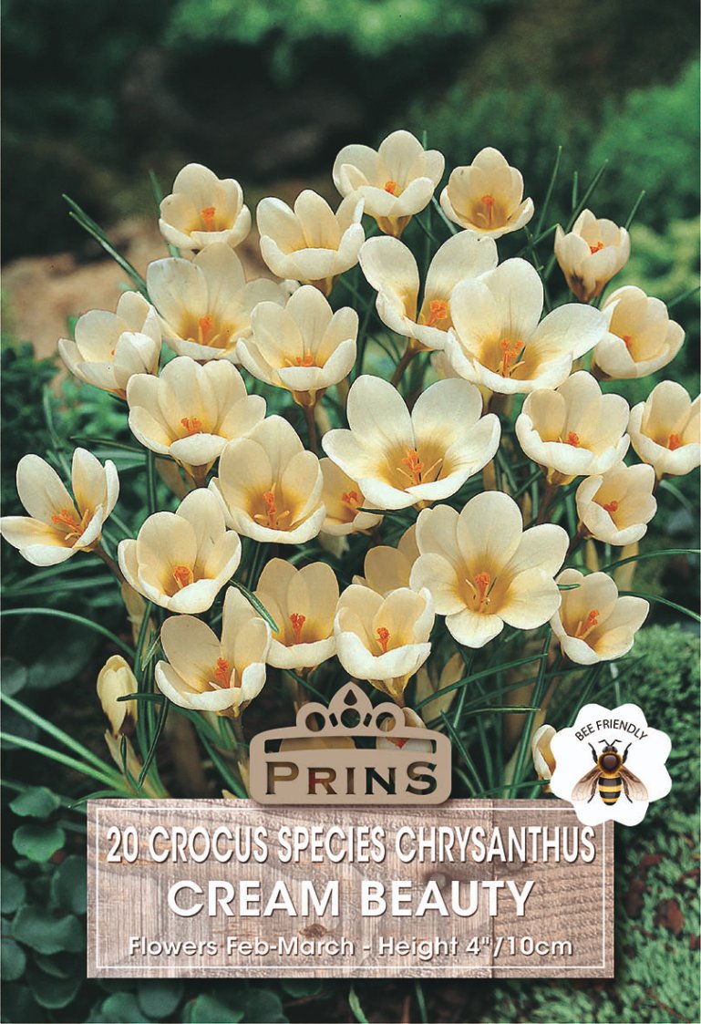 Crocads Crocus Cream Beauty Bulbs – 20 Pack | Plants Galore – Plants Galore Online