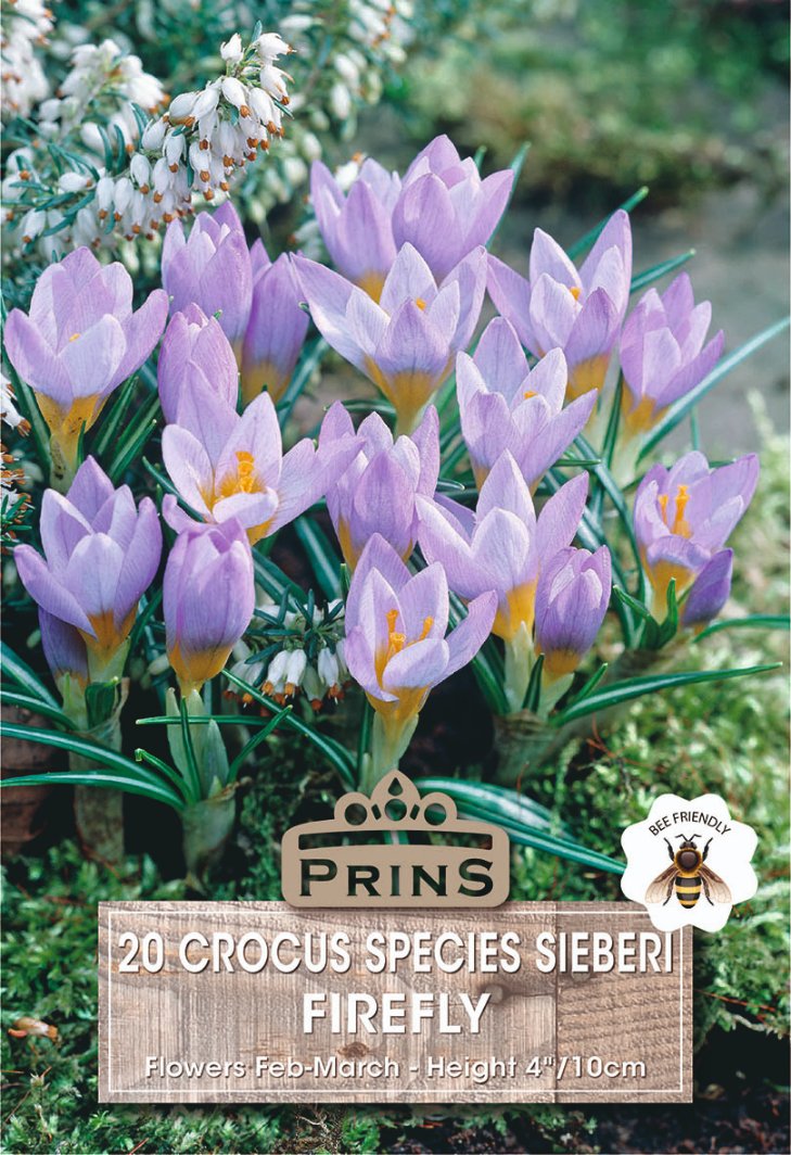 Seed packet artwork for Prins Firefly 20 Crocus Species Sieberi, showing a cluster of light purple crocuses with yellow centers and green leaves, plus a wooden label overlay and bee friend badge.