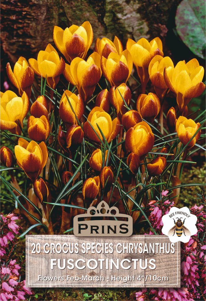 PHOTO OF YELLOW WITH RED EDGE CROCUS WITH BEE FRINDLY BADGE