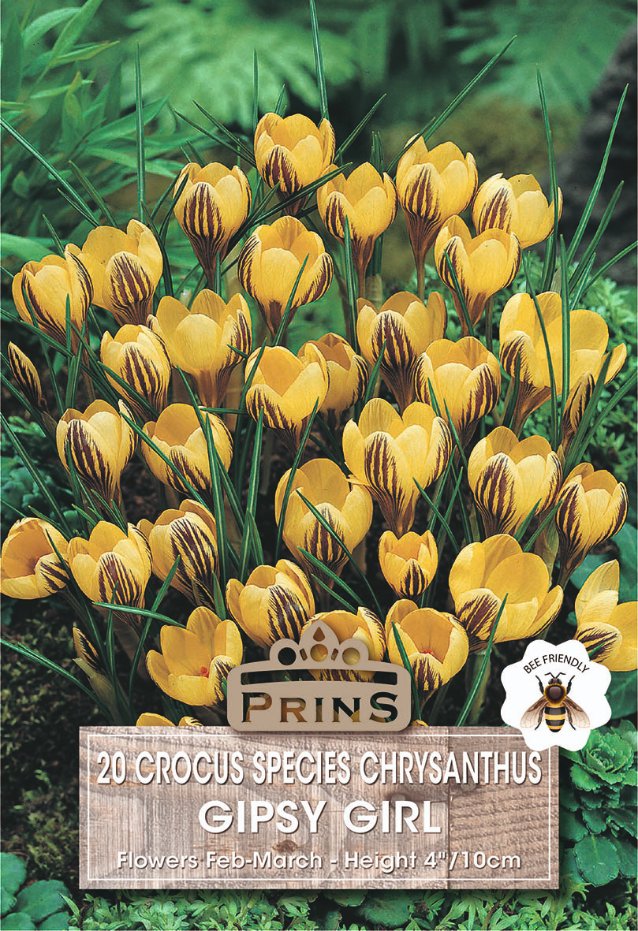 Seed packet for 'Gipsy Girl' 20 Crocus Species Chrysanthemums, featuring a vibrant photograph of yellow crocuses with dark brown stripes on green foliage, with product details on a wooden-textured label at the bottom.