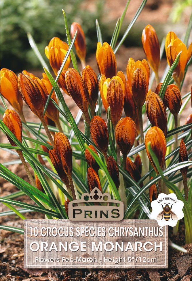 A close-up of orange crocus flowers with green leaves growing in soil, with a printed label overlay reading 'PRINS' and '10 CROCUS SPECIES CHRYSANthus ORANGE MONARCH'.