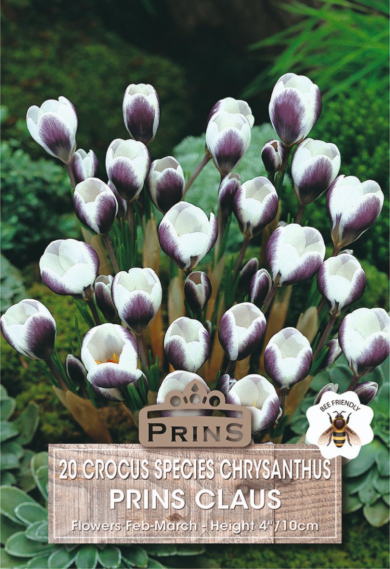 Seed packet artwork for 'Prins Claus' crocus species chrysanthemum, showing a cluster of white and purple-brown flowers with green foliage on a dark green background, with product text and a bee icon at the bottom.
