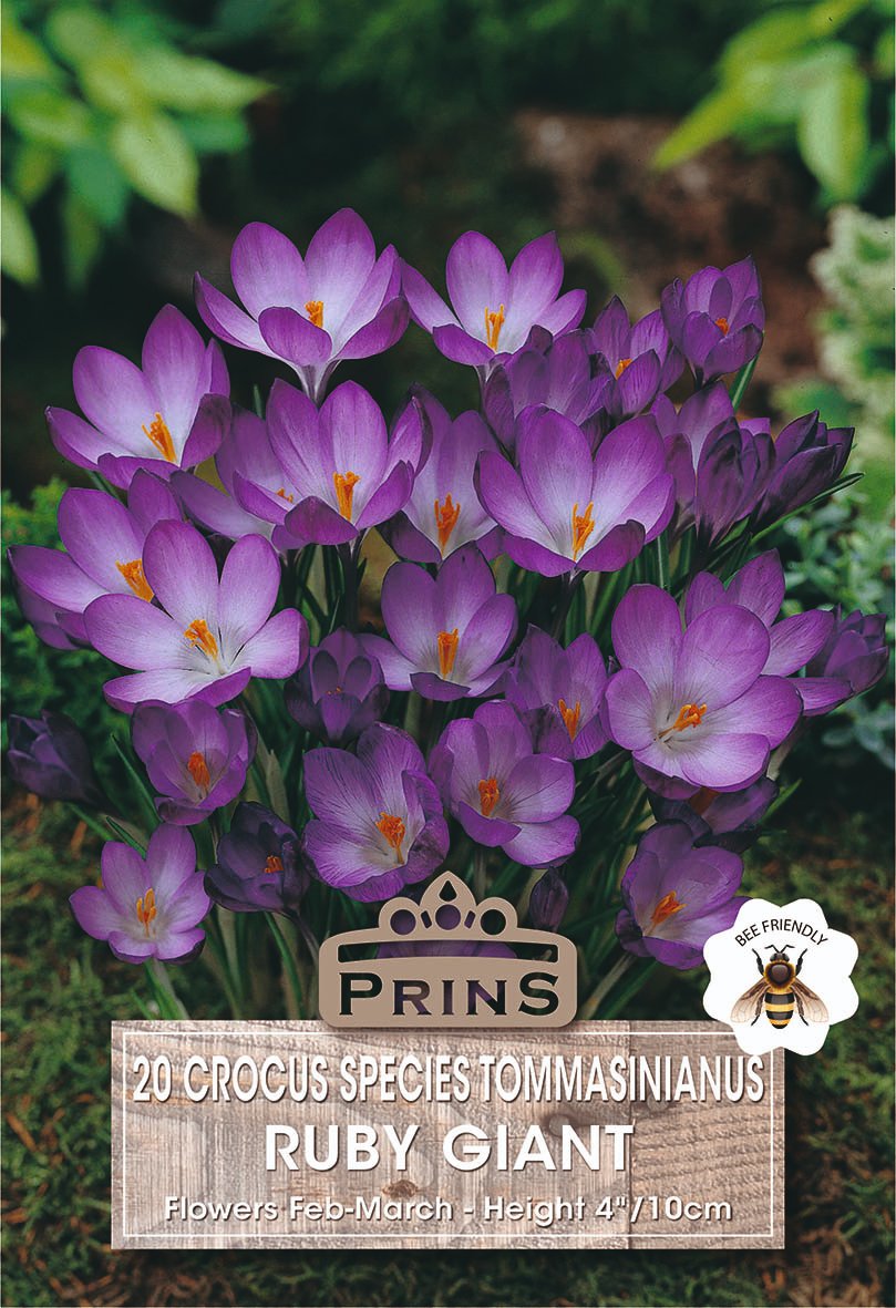 Crocads Crocus Ruby Giant Bulbs – 20 Pack | Plants Galore – Plants Galore Online