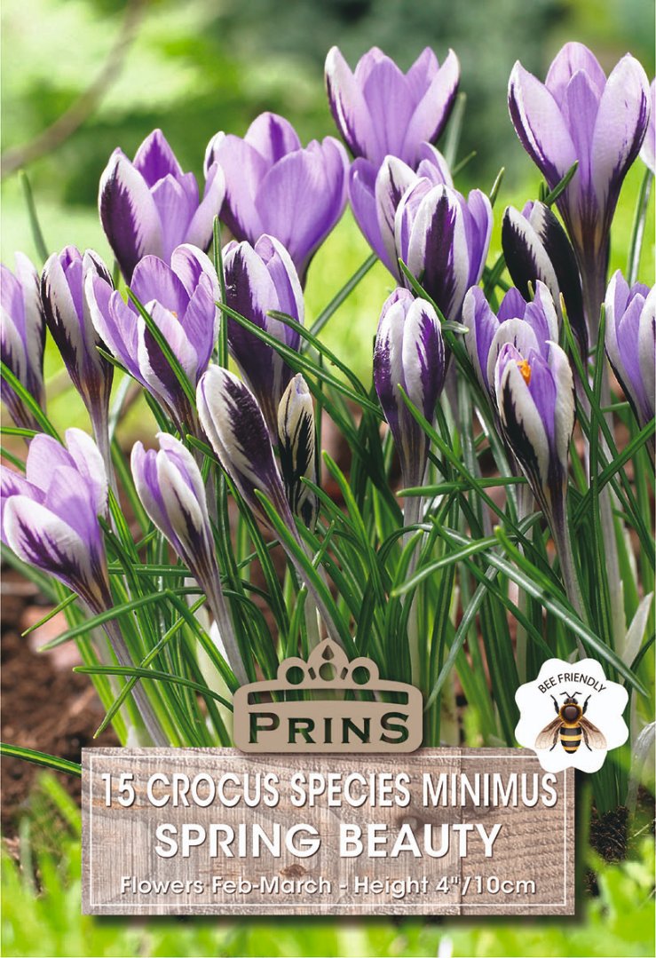 Crocads Crocus Spring Beauty Bulbs – 15 Pack | Plants Galore – Plants Galore Online