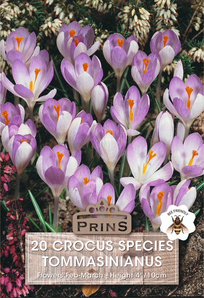A seed packet or label for 'Prins' Tommasinianus crocus species flowers, featuring a close-up photo of blooming purple and white crocuses with orange centers, overlaid with text reading '20 CROCUS SPECIES TOMMASINIANUS' and a bee logo.