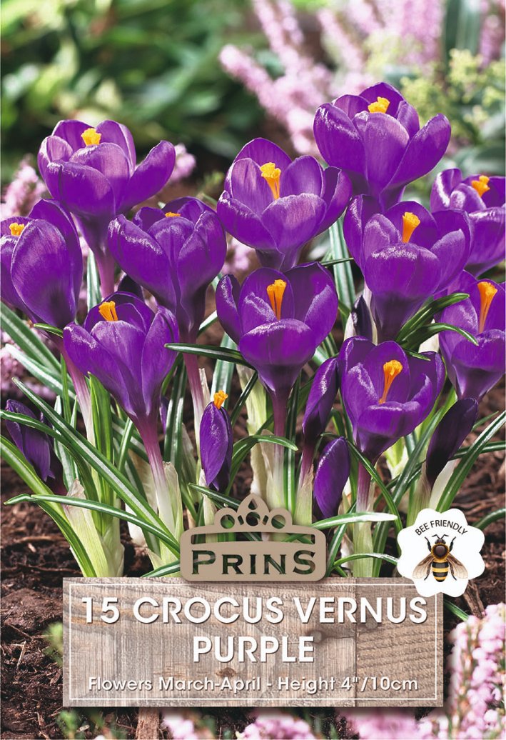 A pack of 15 purple crocus verus flowers, labeled 'Prins 15 Crocus Vnus Purple', shown in a garden setting with green leaves and a soft pink background.