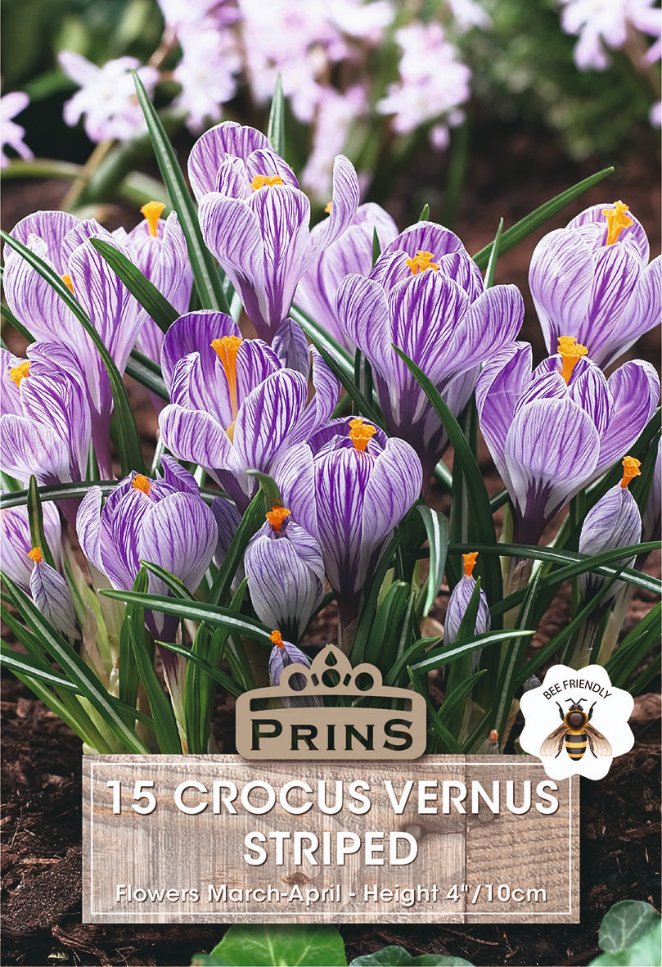 purple and white striped crocus