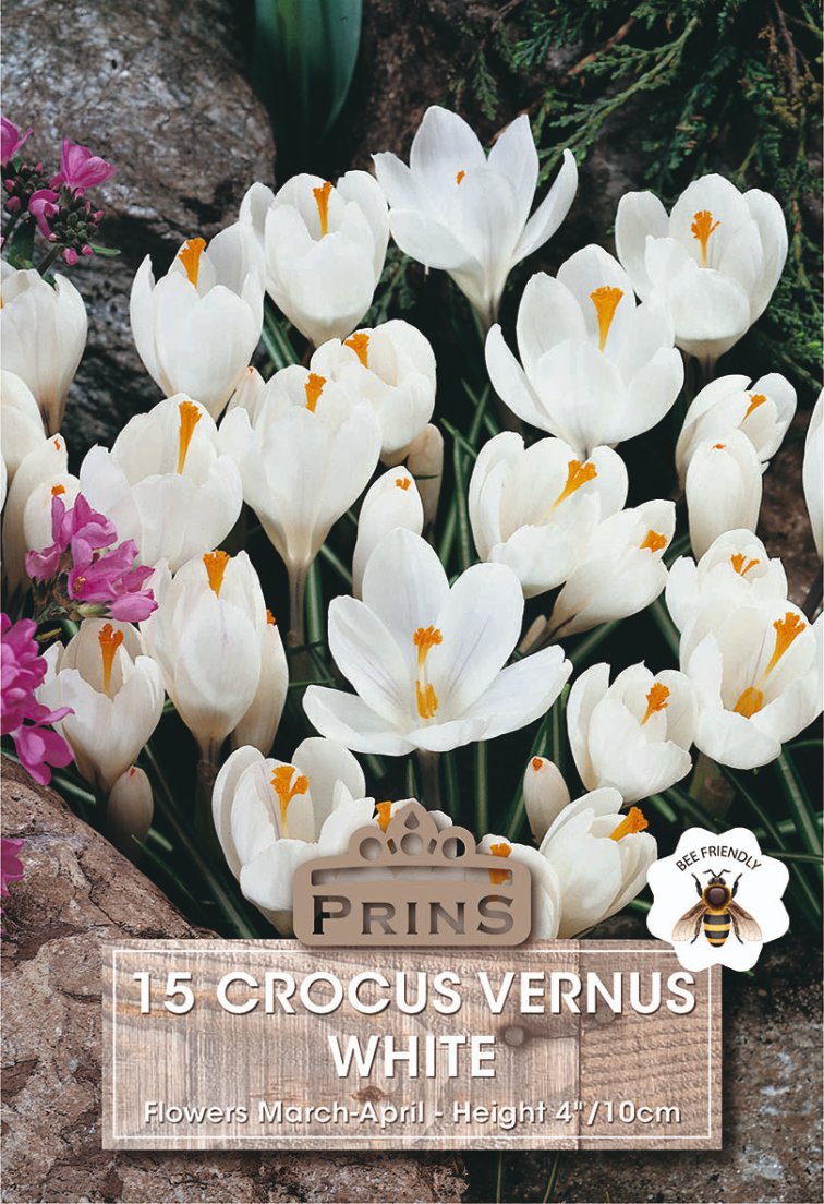 Seed packet artwork for Prins 15 Crocus Vernus White, showing a cluster of white crocuses with yellow centers among rocks and greenery, with product text and a bee-friendly badge overlaid at the bottom.