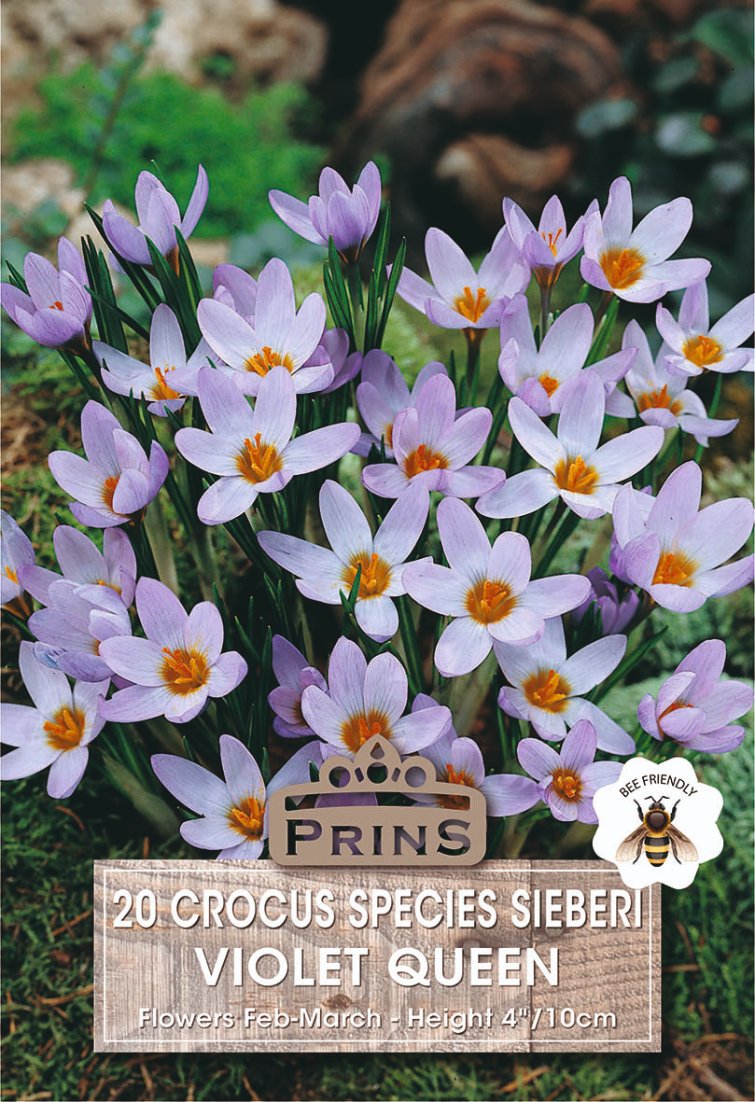 Seed packet for 'Prins 20 Crocus Species Sieberi Violet Queen' featuring a photograph of blooming light purple crocuses with orange centers, set against a garden background with a wooden label overlay.