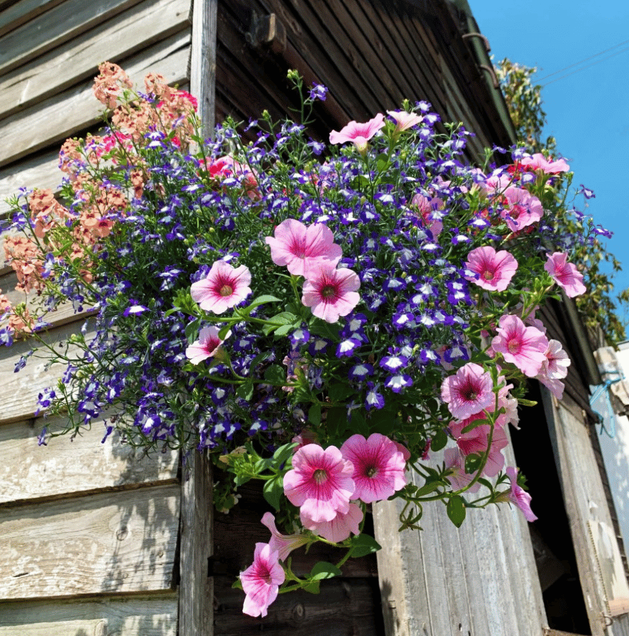 Mixed Summer Planted Hanging Basket