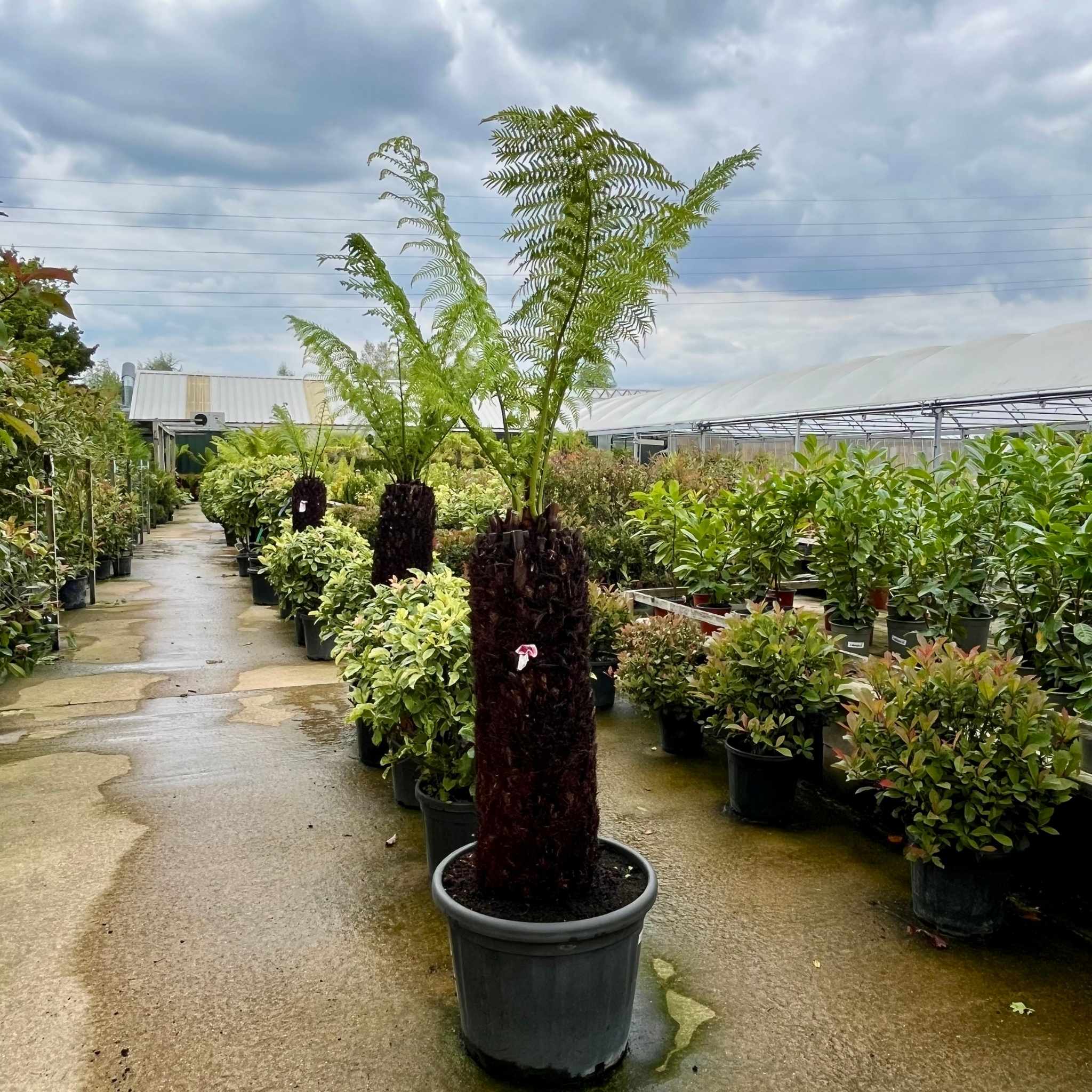 Potted Dicksonia antarctica tree fern with 4ft trunk and tall green fronds at our UK nursery