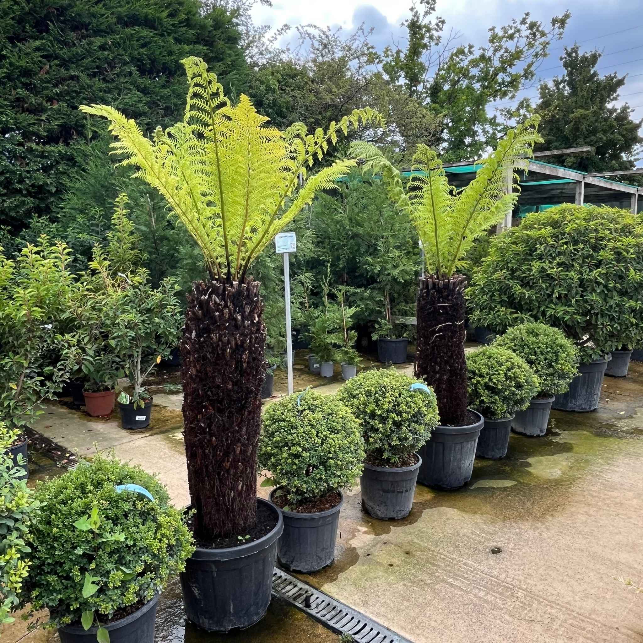 Two established Dicksonia antarctica tree ferns in pots with tall trunks and fresh green fronds
