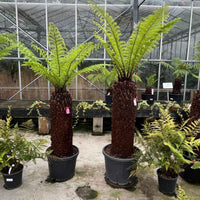 Potted 4ft trunk Dicksonia antarctica tree ferns growing inside the nursery greenhouse
