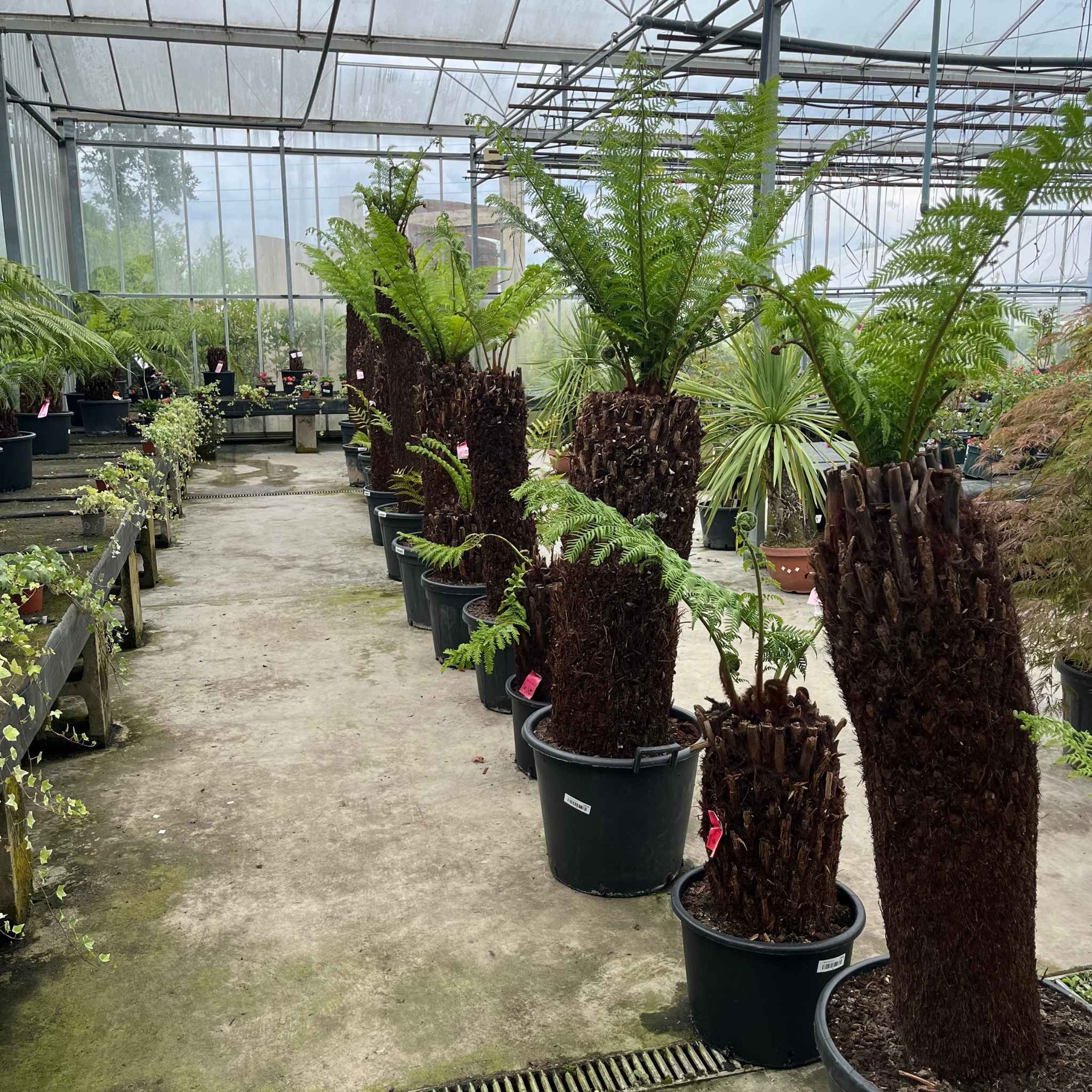 Selection of potted Dicksonia antarctica tree ferns in different trunk sizes at the nursery